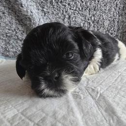 Diesel - Black and white male Shih Tzu puppy in Forney, Texas from Nique's Shih Tzus