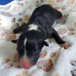 Fozzie - Black and white male Sheepadoodle puppy in Bellevue, Iowa from Fluffy Wonders Poms and Doodles