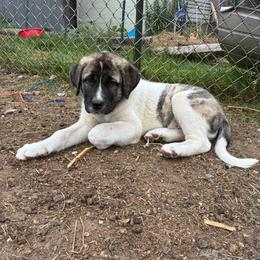 Girl 2 - Biscuit and white female Anatolian Shepherd Dog puppy in Daggett, Michigan from T&S Anatolians