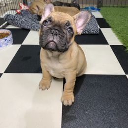French Bulldog Puppies from Carter’s Kennel