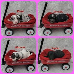 Bernedoodle Puppies from Foothills Family Doodles