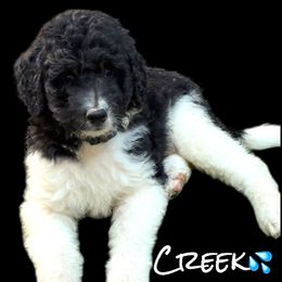 Creek - Blue Tail - Tri-color male Bernedoodle puppy in Henrico, Virginia from Paws 4 Doodles, LLC