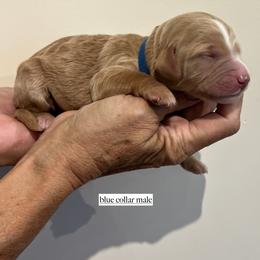 Boy 1 - male Goldendoodle puppy in Fairfield, California from Twin Sisters Doodles
