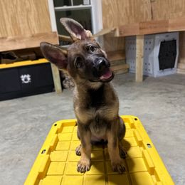 Adira (Purple) - Sable female German Shepherd puppy in Louisville, Kentucky from Barrage K9