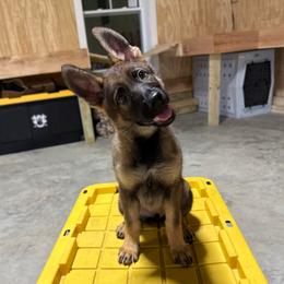 Adira (Purple) - Sable female German Shepherd puppy in Louisville, Kentucky from Barrage K9