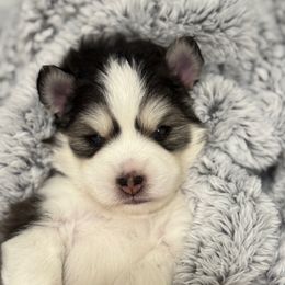 Willow - Tri-color female Pomsky puppy in Cumming, Iowa from Winter’s Perfect Pomskies