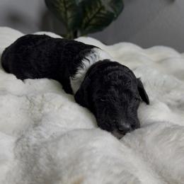 Boy 1 - Parti male Goldendoodle puppy in Goodyear, Arizona from AZ Royal Doxies llc