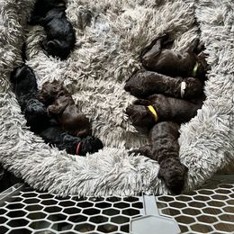 Goldendoodle and Poodle Puppies from Syren House Doodles & Poodles
