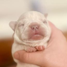 Espresso - Cream male French Bulldog puppy in Opelika, Alabama from Fancy Face Frenchies