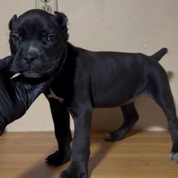 Mara - Black female Cane Corso puppy in Houston, Texas from Mortaio Cane Corso