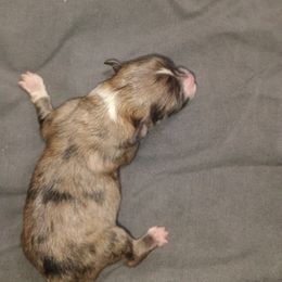 Pomeranian Puppies from Pretty Pampered Poms