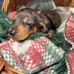 Nate - Dapple male Dachshund puppy in Pontotoc, Mississippi from Toddy Kennels