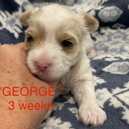 George - Parti male Yorkshire Terrier puppy in Forest, Virginia from Majestic Touch Kennels and Pet Services