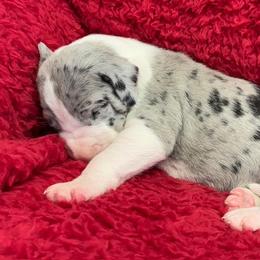 Girl 3 - female Great Dane puppy in Westville, Florida from Boulder View Danes