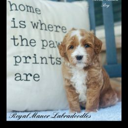 Boy 2 - Apricot male Australian Labradoodle puppy in Florence, New Jersey from Royal Manor Labradoodles