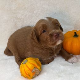 Ryan - Apricot male Goldendoodle puppy in Casselberry, Florida from My Little Doodle