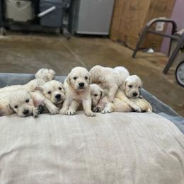 Lee - Golden Retriever puppy from Southern Belle's Puppies