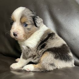 Idil's Blue Merle Female 2 - Blue merle female Miniature Australian Shepherd puppy in Taunton, Massachusetts from Checkered Flag Champions Mini Aussies