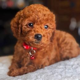 Chase - Red  male Goldendoodle puppy in South Jordan, Utah from Wasatch Pup