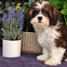 Randy - Black gold and white male Cavatzu puppy in Grove, Oklahoma from Rocky Oak Cavaliers & Biewer Terriers LLC