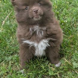 Ewok - Chocolate female Pomsky puppy in Charlotte, Michigan from Moore Pomskies