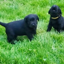 Green collar girl - Black Labrador Retriever puppy in Cochranville, Pennsylvania from Ivyline Labradors