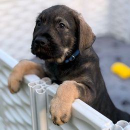 Teddy - Pepper and salt Giant Schnauzer puppy in Goodrich, Texas from Silver Creek Giant Schnauzers