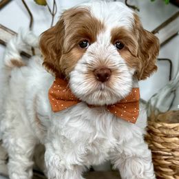 Boy 3 - Caramel male Australian Labradoodle puppy in Kentucky from Bluegrass Country Labradoodles