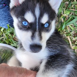 Pomsky Puppies from Way too cute Pomskies
