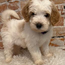 Gretel - Yellow and white female Bernedoodle puppy in Ogden, Utah from Stanger Farms