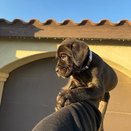 Cane Corso Puppies from ThinLine Cane Corso
