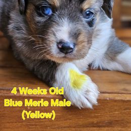 Blue Merle Male (Yellow) - Blue merle male Miniature Australian Shepherd puppy in Dunnellon, Florida from Ever After Mini Aussies