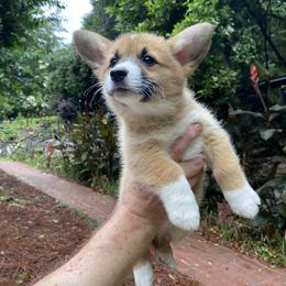 Pembroke Welsh Corgi Puppies from Dalton Family Corgis