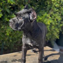 Girl 3 - Black female Cane Corso puppy in California from Donato Kennels