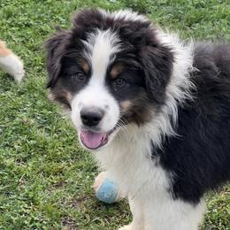 Howie - Black tri-color male Australian Shepherd puppy in Brownsville, Pennsylvania from Robyne's Aussies