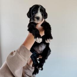 Nada - Black female Sheepadoodle puppy in Wabash, Indiana from DOODCompany