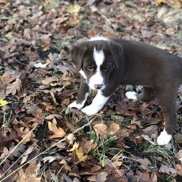 Border Collie Puppies from Poteet Pups