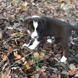 Border Collie Puppies from Poteet Pups