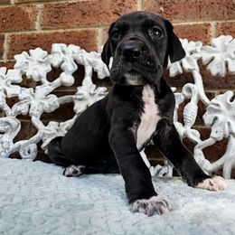 Shade - Black female Great Dane puppy in Arlington, Texas from Scoober Danes