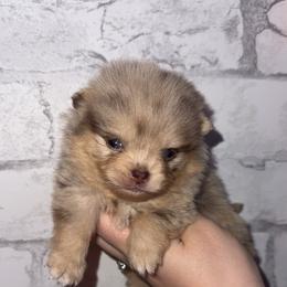 Storm - Chocolate merle female Pomeranian puppy in Perry County, Ohio from Speechless Pom’s