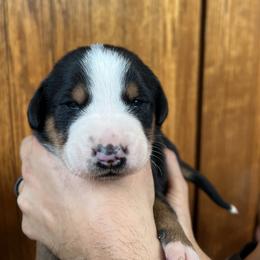 Greater Swiss Mountain Dog Puppies from Woodland Swissie’s