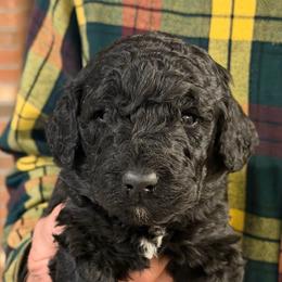 Fire - Black male Poodle puppy in St. Johnsbury, Vermont from Poodles of the Northern Woods