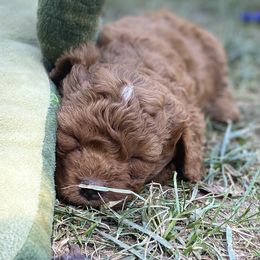 Cavapoo Puppies from Cinda's Cavapoos