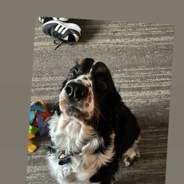 English Springer Spaniel Puppies from South Texas Springers