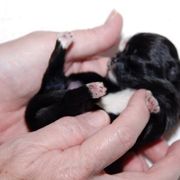 Mi-Ki Puppies from Orlando Mi-Kis