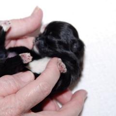 Mi-Ki Puppies from Orlando Mi-Kis