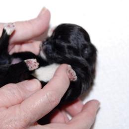 Mi-Ki Puppies from Orlando Mi-Kis