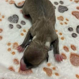 Boy 1 - Blue fawn male Italian Greyhound puppy in New Port Richey, Florida from The Noodle Nest