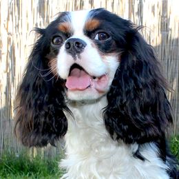 Émile - Cavalier King Charles Spaniel