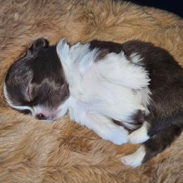 NOVA - Liver and white female Shih Tzu puppy in Los Banos And Bay Area, California from Shantii's Shih Tzu's